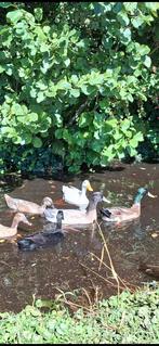 Indische loopeend woerden, Dieren en Toebehoren, Pluimvee, Mannelijk, Eend