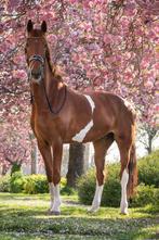 Lieve 8 jarige Ruin, 170 tot 175 cm, Gechipt, L, 7 tot 10 jaar