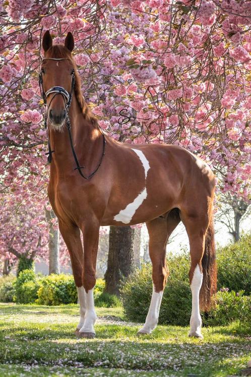 Lieve 8 jarige Ruin, Dieren en Toebehoren, Paarden, Ruin, L, 170 tot 175 cm, 7 tot 10 jaar, Dressuurpaard, Met stamboom, Gechipt