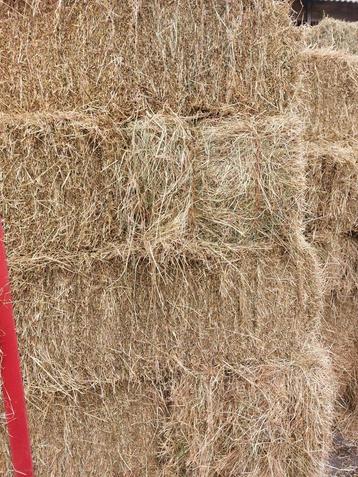 Kleine hooibalen van 2024 beschikbaar voor biedingen