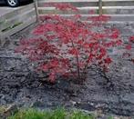 Japanse Esdoorn Bloodgold, Tuin en Terras, Planten | Bomen, Herfst, Halfschaduw, Overige soorten, 100 tot 250 cm