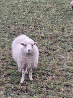 Ouessant ooitjes, Vrouwelijk, Schaap, 0 tot 2 jaar