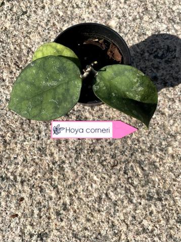 Hoya corneri beschikbaar voor biedingen