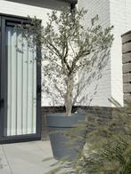 Grote Elho plantenpot ⌀ 70 met olijfboom, Ophalen, Kunststof, Rond, Tuin