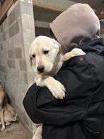 Kangal pups, Parvo, Overige rassen, 8 tot 15 weken, Meerdere