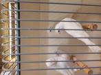 4 grote witte kanaries, Dieren en Toebehoren, Vogels | Kanaries, Geslacht onbekend, Kleurkanarie