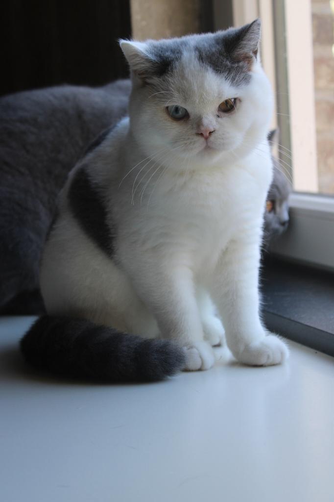Brits korthaar, Dieren en Toebehoren, Katten en Kittens | Dekkaters, 0 tot 2 jaar