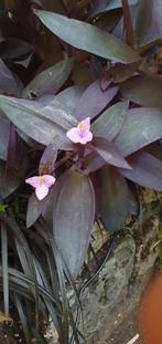 Tradesscantia Pallida 3L pot, Overige soorten, Volle zon, Vaste plant, Ophalen of Verzenden
