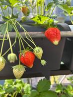 Autopot kweekbakken met AQUAvalve doseer systeem, Ophalen, Overige materialen, Gebruikt, Plastic