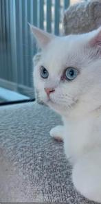 Britse kort haar vrouwtje en mannetje, Dieren en Toebehoren, Meerdere dieren