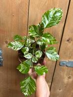 Rademachera sinica plant variegata albo white wit, Huis en Inrichting, Kamerplanten, Ophalen of Verzenden, Overige soorten, Minder dan 100 cm