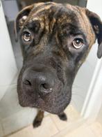 Monty 1 jaar oud Cane corso-Bull mastiff Mix, Dieren en Toebehoren, Honden | Bulldogs, Pinschers en Molossers, Rabiës (hondsdolheid)
