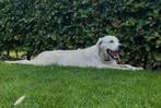 Golden retriever dekreu. ( Max), Dieren en Toebehoren, Reu, CDV (hondenziekte), Meerdere, 3 tot 5 jaar
