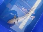 Koi, Dieren en Toebehoren, Vissen | Vijvervissen, Karper of Koi