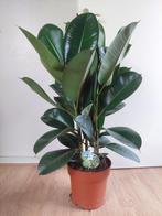 Ficus Elastica Robusta - Rubberboom / Rubberplant H: 94 cm., Huis en Inrichting, Kamerplanten, Ophalen, Ficus, Halfschaduw, Minder dan 100 cm