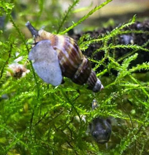 Anentome Helena slak etende slak 10 voor € 14,95!, Dieren en Toebehoren, Vissen | Aquariumvissen, Zoetwatervis, Slak of Weekdier