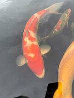 Kohaku momotaro, Dieren en Toebehoren, Vissen | Vijvervissen, Karper of Koi