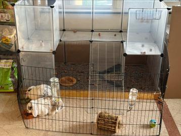 Twee lieve konijnen mét prachtige “villa”-kooi beschikbaar voor biedingen