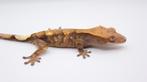 Wimpergekko SABLE/Crested Gecko/Correlophus Ciliatus, Dieren en Toebehoren, Reptielen en Amfibieën, Hagedis, Tam, 0 tot 2 jaar