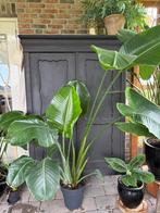 Strelizia Nicolai 180 cm., Ophalen, Overige soorten, Halfschaduw, In pot