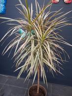 Dracaena Marginata Tricolor in pot, Huis en Inrichting, Kamerplanten, Ophalen, 100 tot 150 cm, Halfschaduw, In pot