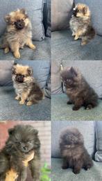 Nog 2 raszuivere bearface pomeriaan pups, Keeshond, CDV (hondenziekte), 8 tot 15 weken, Meerdere