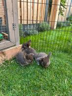Nederlandse hangoor dwerg konijntjes, Dieren en Toebehoren, Meerdere dieren, Dwerg, Hangoor