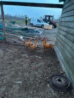 Hele mooie buff loghorns te koop, Meerdere dieren, Kip
