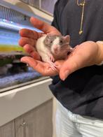 Ratjes super super lief en echt super tam., Rat, Augustus, Meerdere dieren, Tam