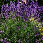Lavendel - 'Hidcote' p9 tuinplanten, Ophalen of Verzenden, Overige soorten, Volle zon