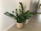 Zamioculcas vetplant inclusief prachtige pot, Huis en Inrichting, Woonaccessoires | Kunstplanten en Kunstbloemen, Ophalen of Verzenden