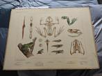 Oude schoolplaten, Antiek en Kunst, Antiek | Schoolplaten, Ophalen, Geschiedenis
