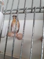 Gezocht 2 poppen citroenborst edelzangrrs, Dieren en Toebehoren, Vogels | Overige Vogels, Vrouwelijk, Tropenvogel
