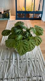 Begonia Silver Jewel, Huis en Inrichting, Kamerplanten, Ophalen of Verzenden, Overige soorten, Minder dan 100 cm