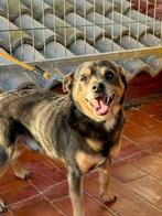 nano zoekt baasje stichting Tigger foundation, Dieren en Toebehoren, Honden | Niet-rashonden, Klein, 6 jaar of ouder, Buitenland