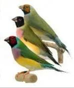 Gevraagd goulds amadinen poppen, Vrouwelijk