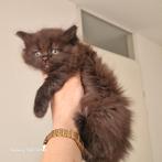 Britse kort/lang haar kittens (poesjes ), Dieren en Toebehoren, Poes