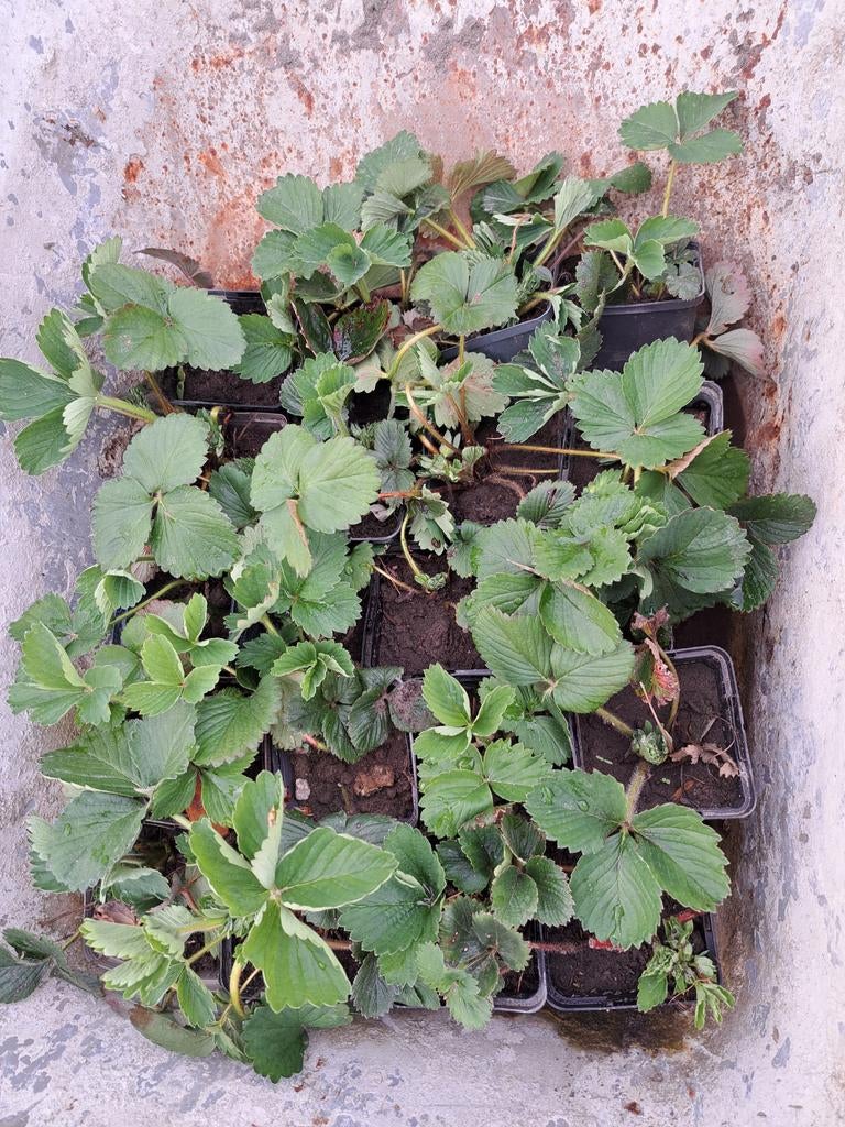 Jonge aardbeien plantjes, Tuin en Terras, Ophalen of Verzenden, Volle zon