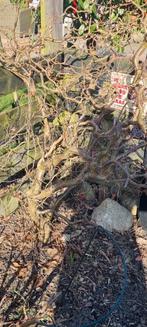 Kronkelhazelaar, paar jaar oud, Ophalen