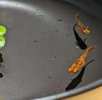 Medaka - Japanse Rijstvis - Red Tiger, Vis