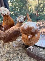 Zeldzame Paduha kuif/baard hoenders BROEDEITJES kleuren mix, Vrouwelijk, Kip