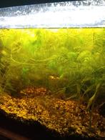 Hornworth waterplanten