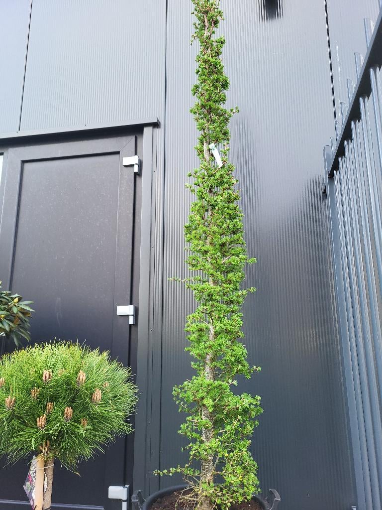 Larix kaempferi zuilvorm, Tuin en Terras, Planten | Bomen, Bloeit niet, 100 tot 250 cm, Zuilboom, Ophalen