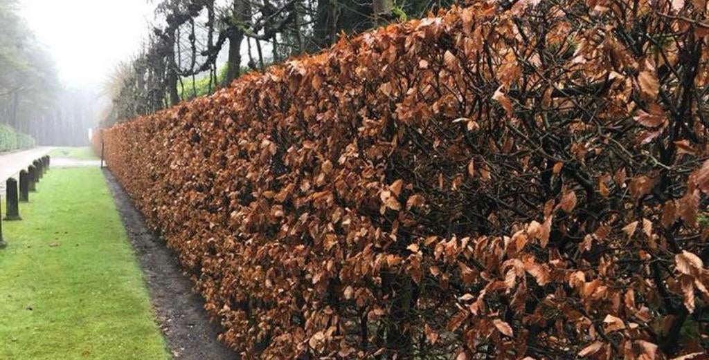 Te koop beukenhaag planten, Tuin en Terras, Planten | Bomen, Ophalen of Verzenden, Bloeit niet, Halfschaduw, Overige soorten