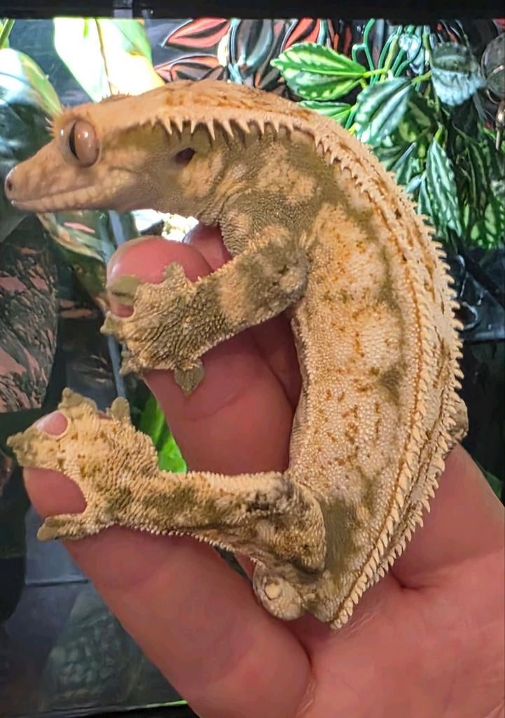 Crested gecko -wimper gekko -correlophus ciliatus Crested Gecko - male for sale from MiSa