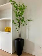 Emerald Tropaeolum kunstplant 150cm incl. 2 losse takken, Ophalen, Zo goed als nieuw, Binnen