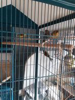 Zangkanaries, Dieren en Toebehoren, Mannelijk