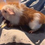 Jong cavia beertje, Dieren en Toebehoren, Knaagdieren, Cavia, Februari, Mannelijk, Tam