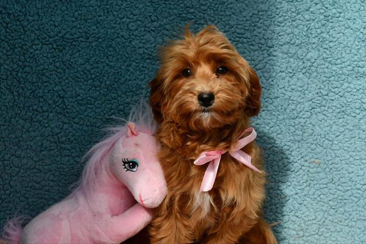 Labradoodle teefje mini fleece, Dieren en Toebehoren, Honden | Retrievers, Spaniëls en Waterhonden, Teef, Overige rassen, Fokker | Hobbymatig