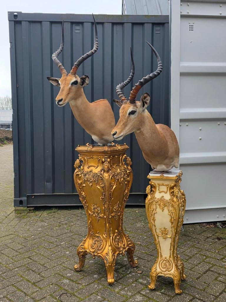 Opgezette impala op barok zuil taxidermie opgezette dieren, Ophalen of Verzenden, Vogel, Opgezet dier